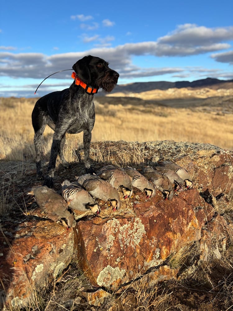 A German Wirehaired Pointer stands on a rock next to several harvested Chukar Partridges in a field.