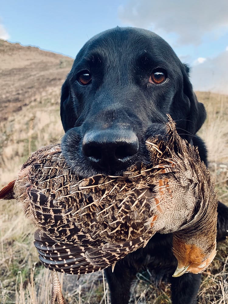 A black dog holds a harvested chukar partridge in its mouth.