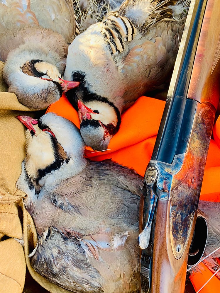 Several harvested Chukar Partridges are shown next to a shotgun.