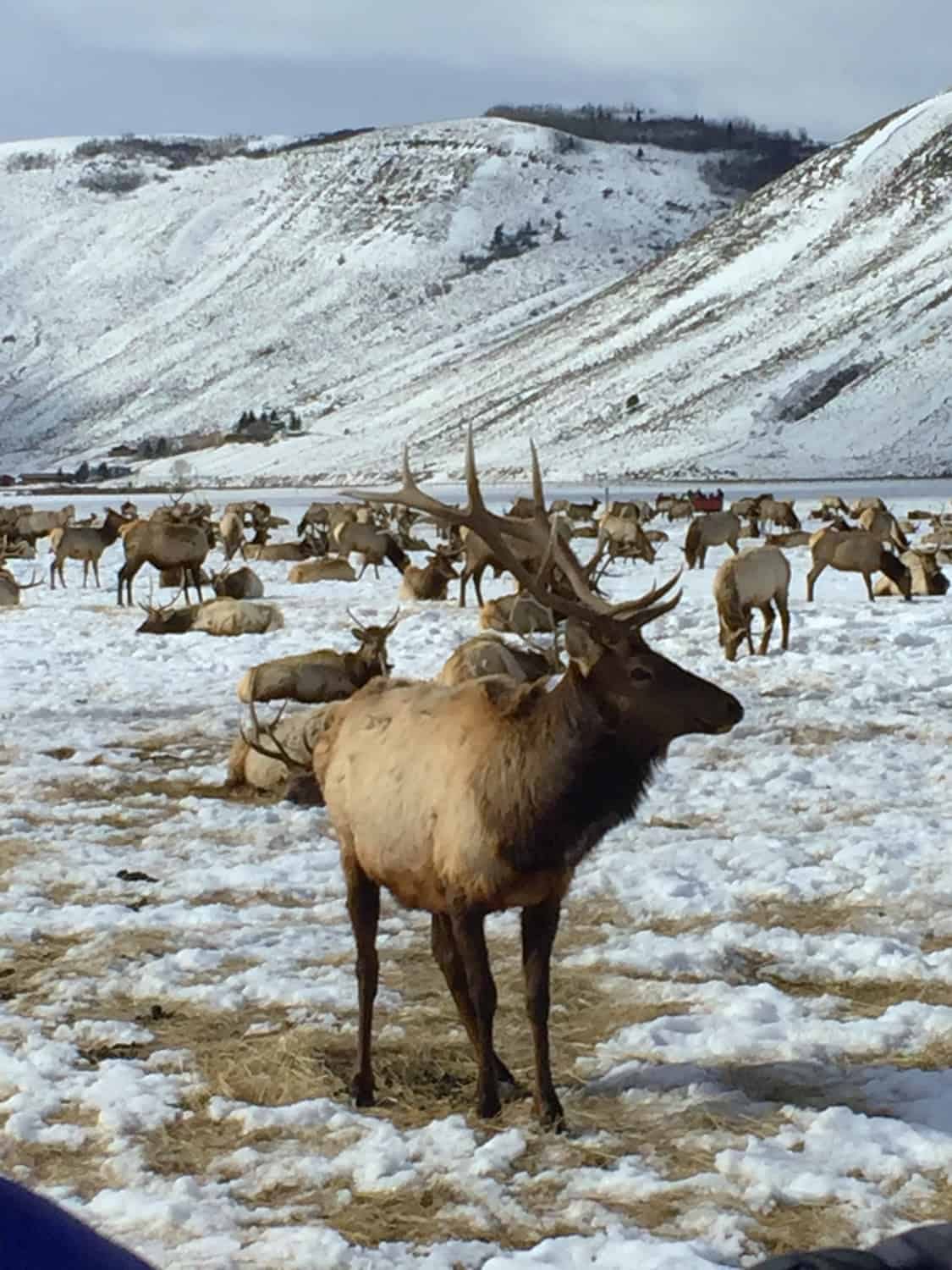 A large herd of elk, including a bull with antlers in the foreground, stands in a snowy field with snow-covered mountains in the background.
