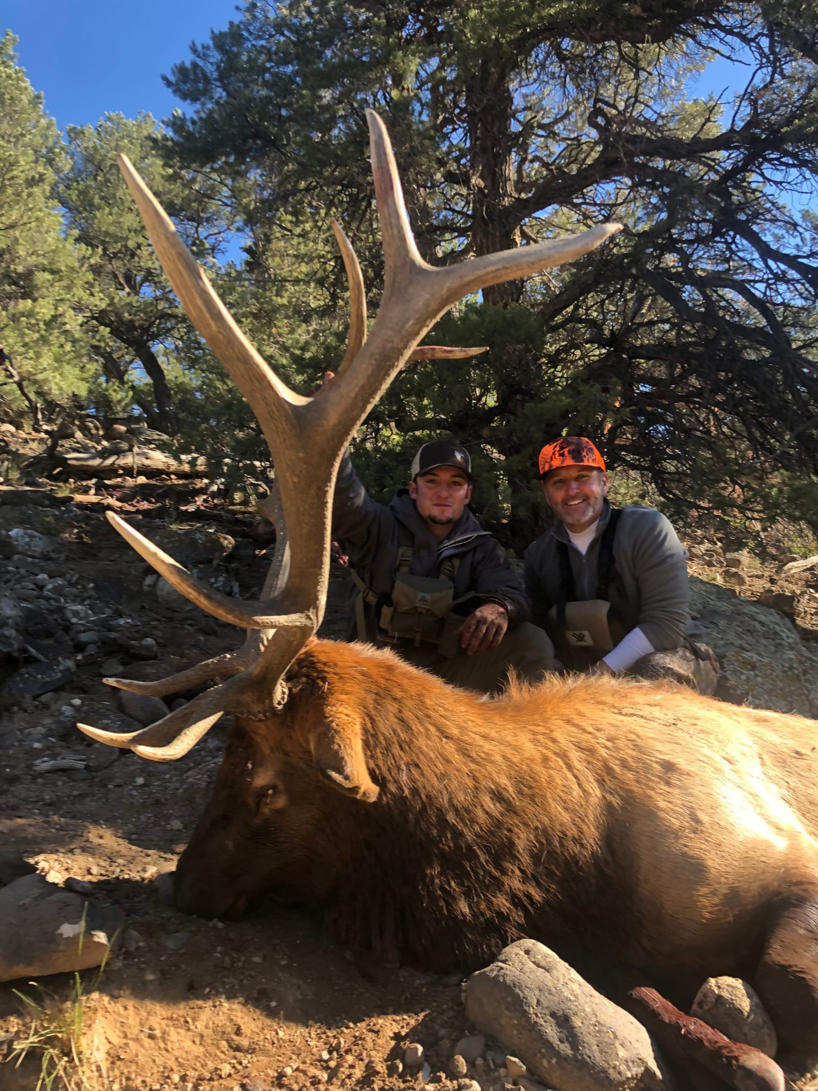 Elk Hunts