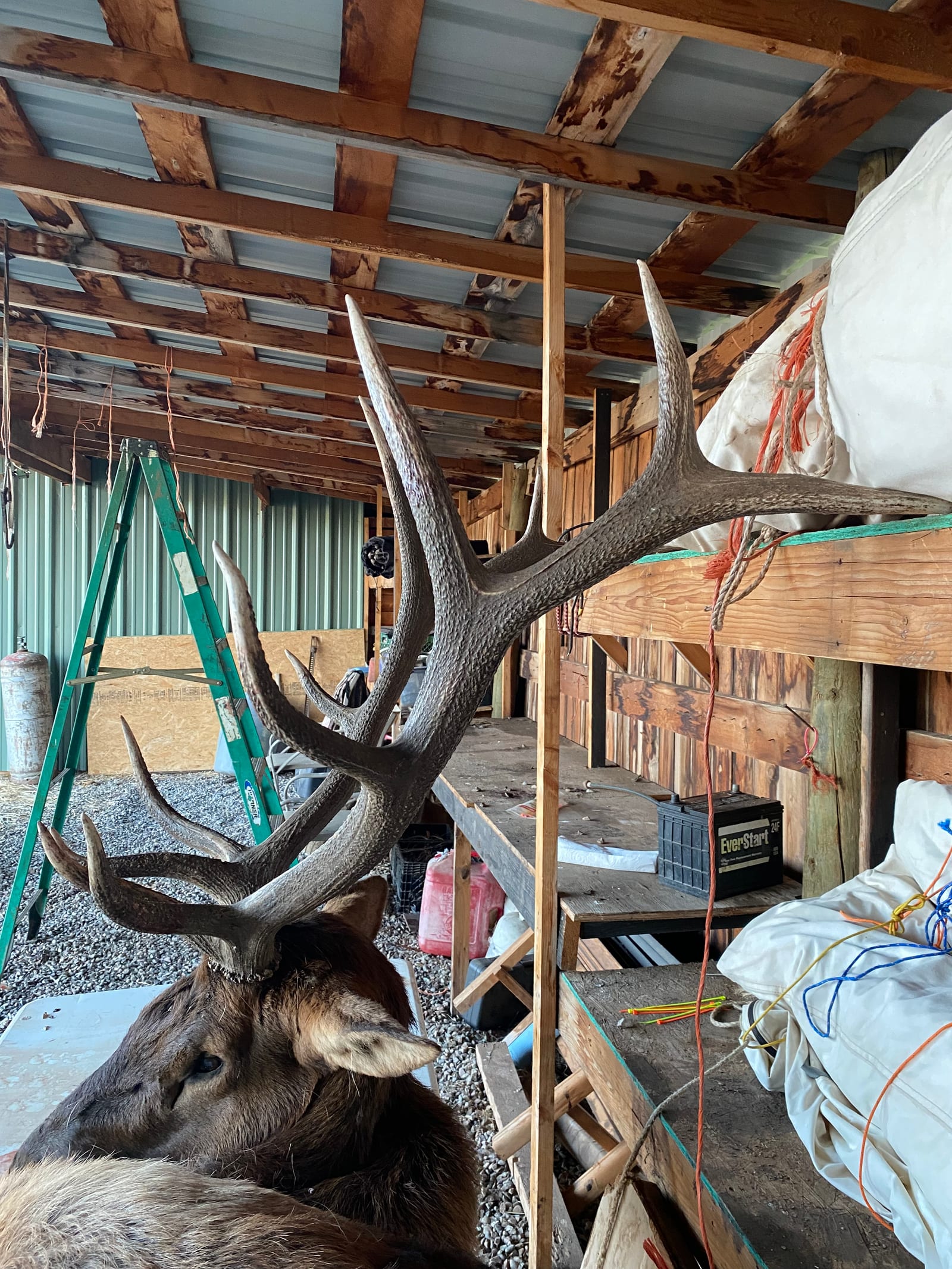 Elk Hunts