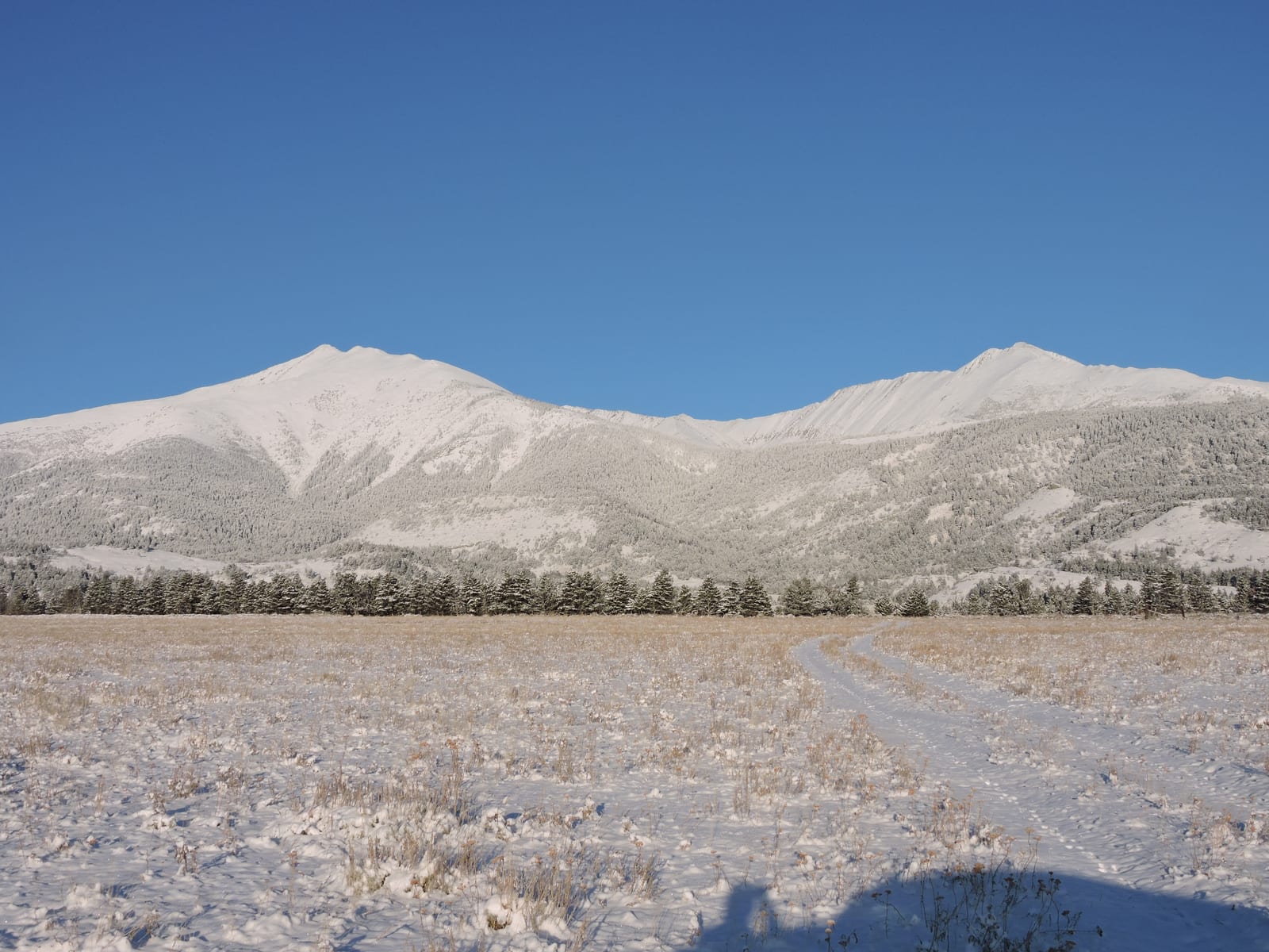 A snowy field with tire tracks leading towards a line of trees and snow-covered mountains under a clear blue sky.