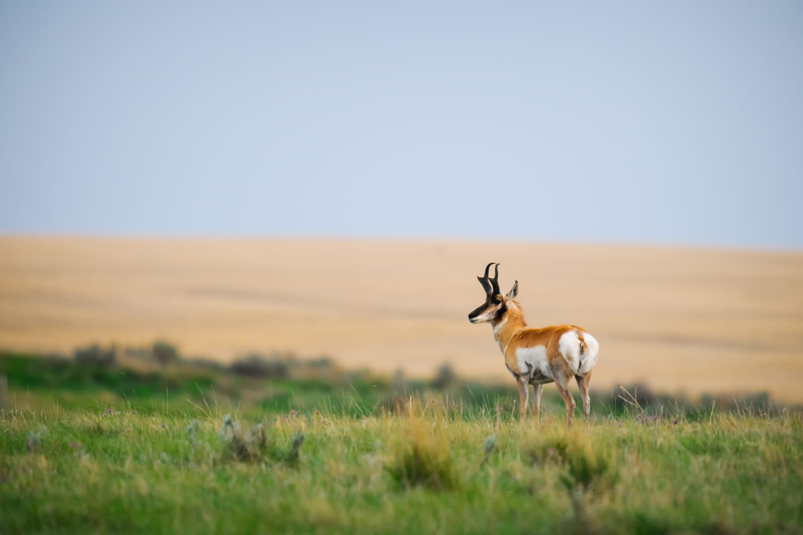 A pronghorn stands in a grassy field with a distant golden field and a light blue sky.