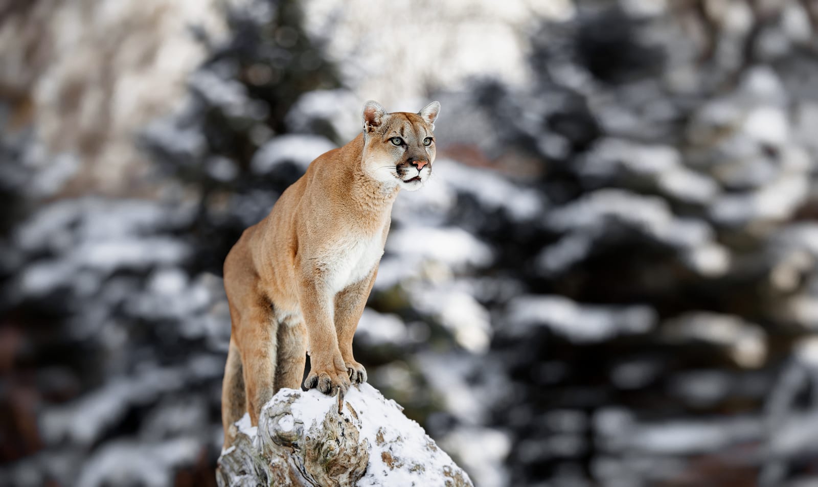 A cougar stands on a snow-covered rock with a blurred snowy background.