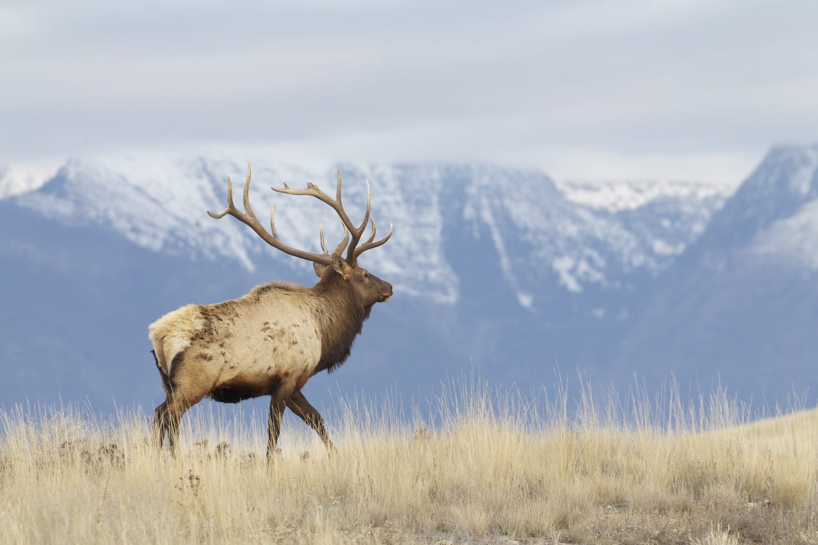 An elk stands in a grassy field with snow-capped mountains in the background.