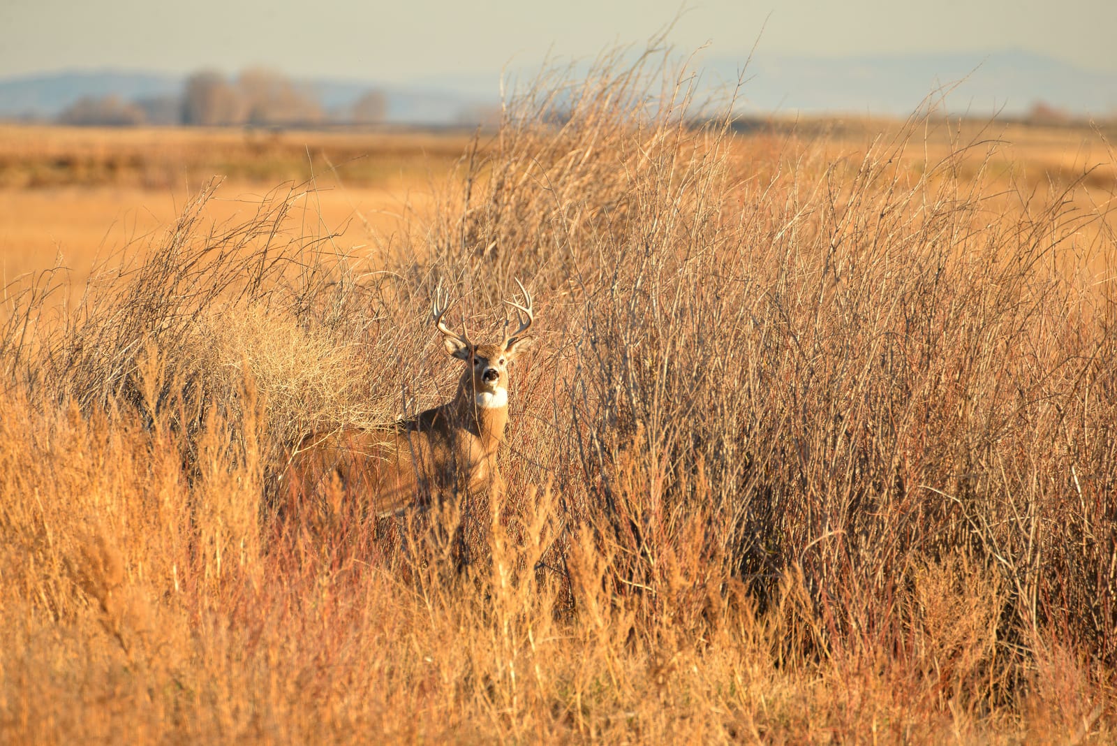 A whitetail deer buck stands in tall, golden-brown grass.