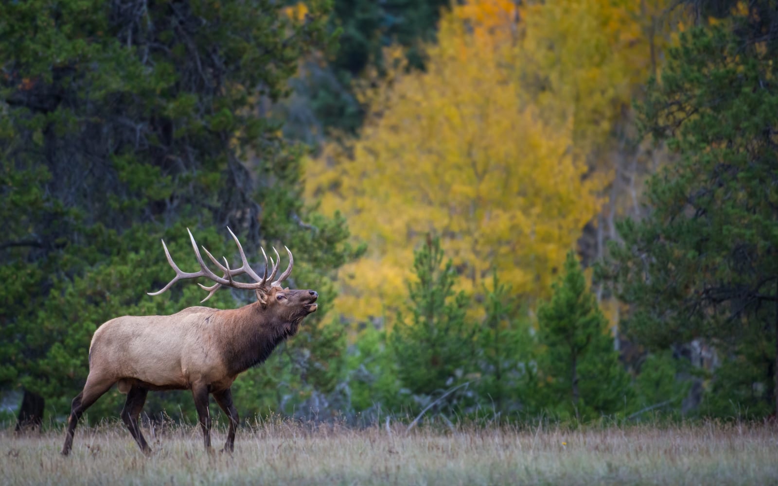 A bull elk bugles in a field with a forest of green and yellow trees in the background.
