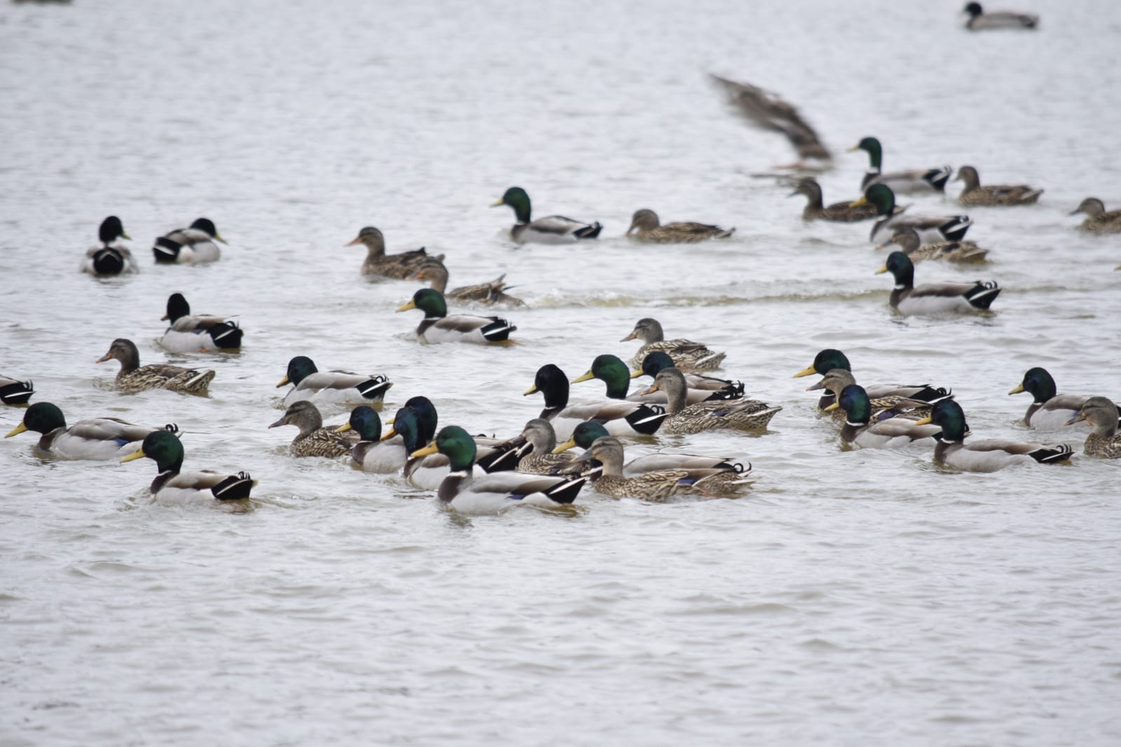 A large group of mallard ducks swims in water.