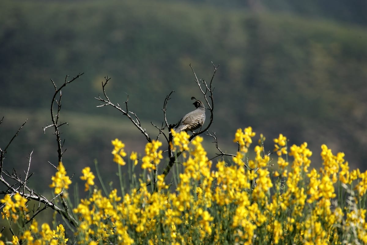 Hunting Ranch CA