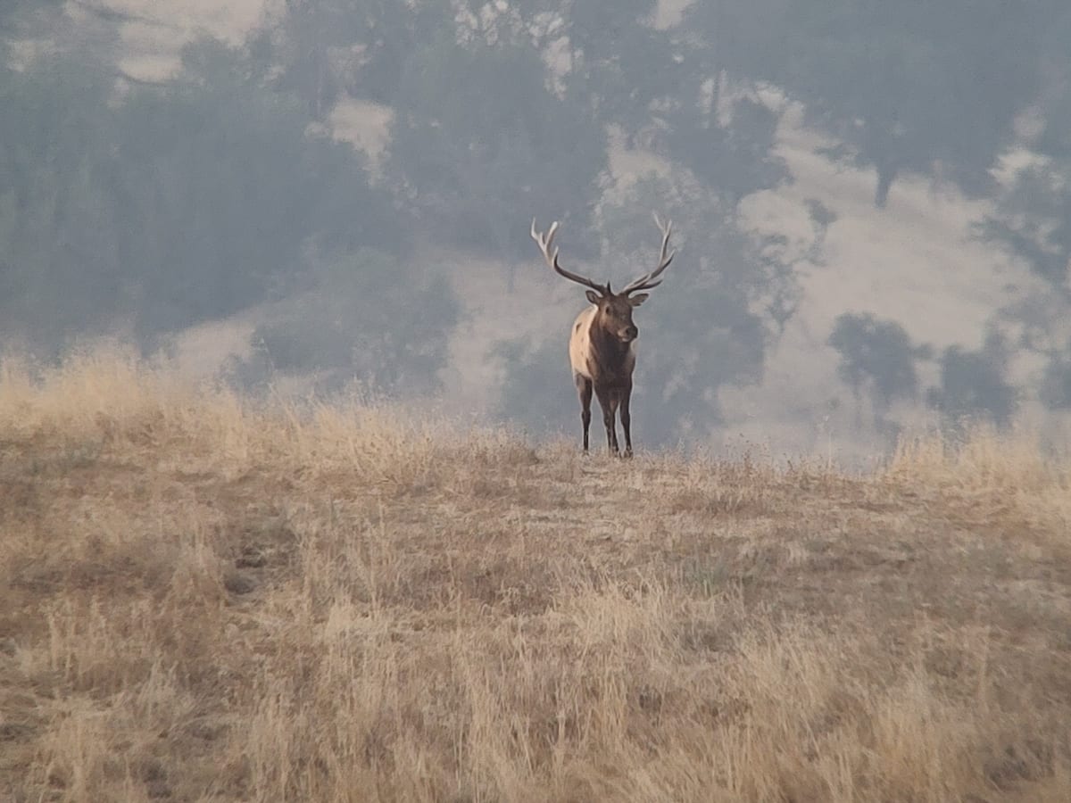 Tule Elk Hunts