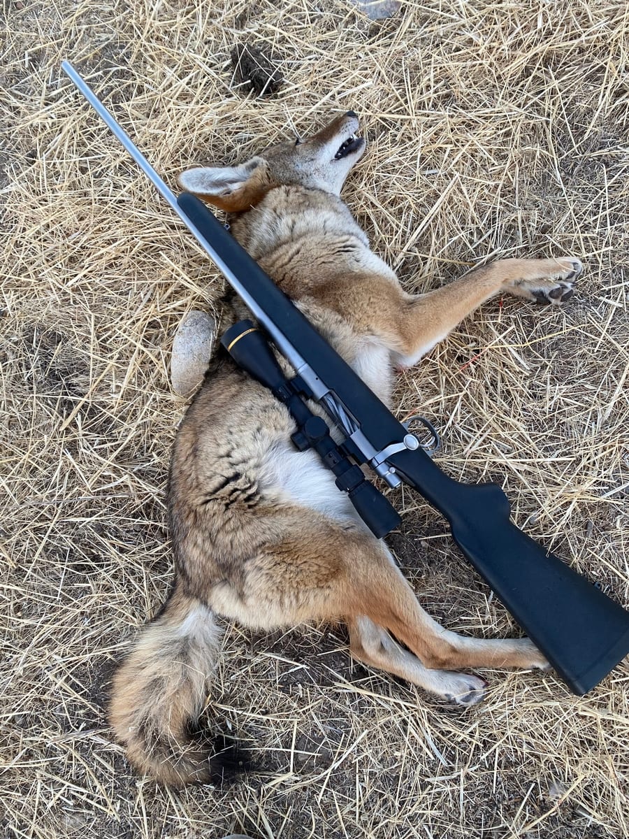 Coyote Hunts
