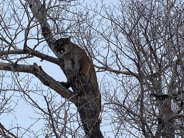 A mountain lion is perched in a bare tree.