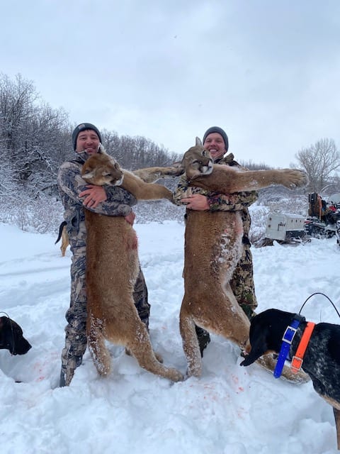 Two hunters pose with two harvested mountain lions in a snowy landscape, with hunting dogs nearby.