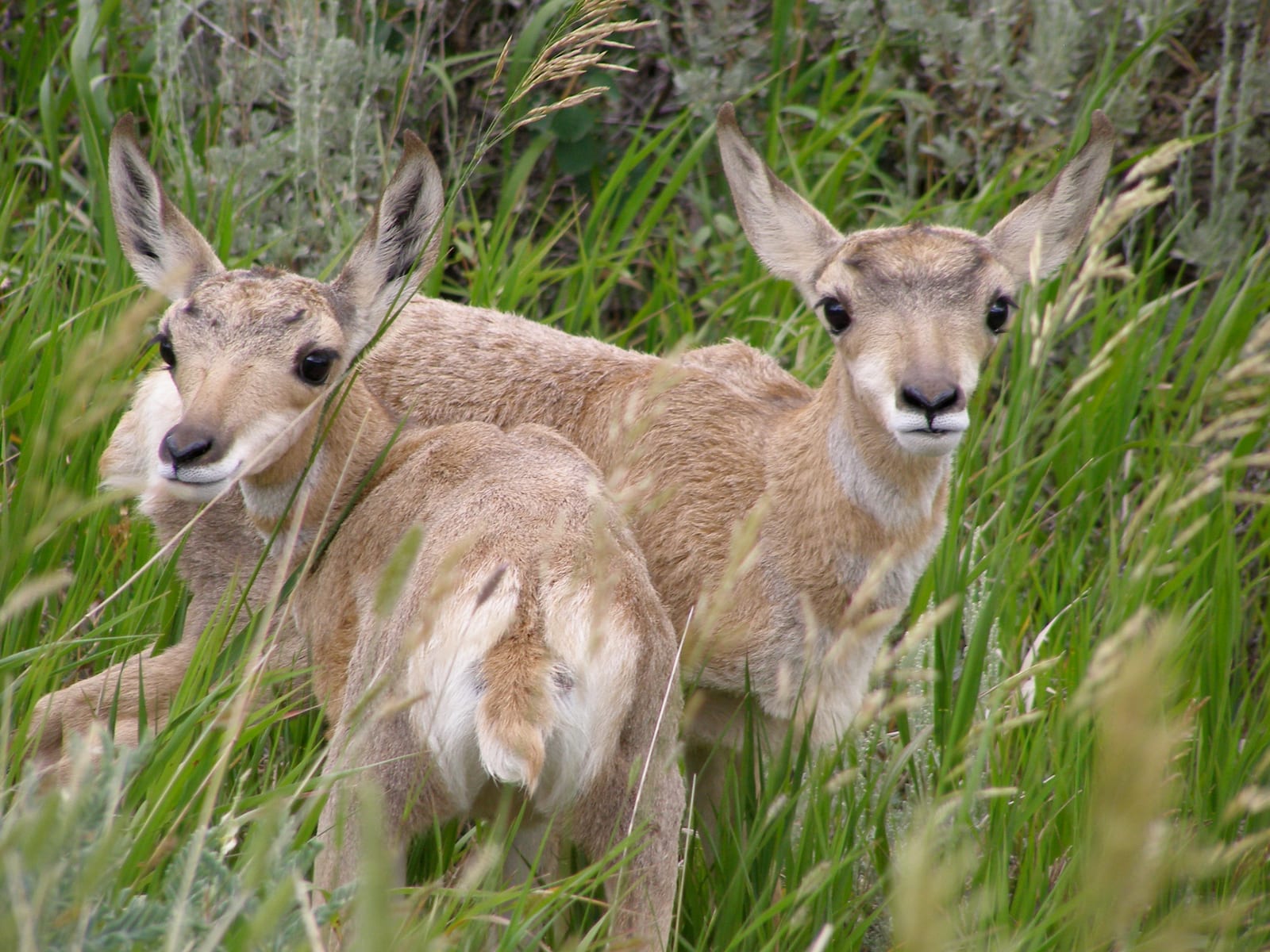 Two young pronghorns stand in tall green grass.