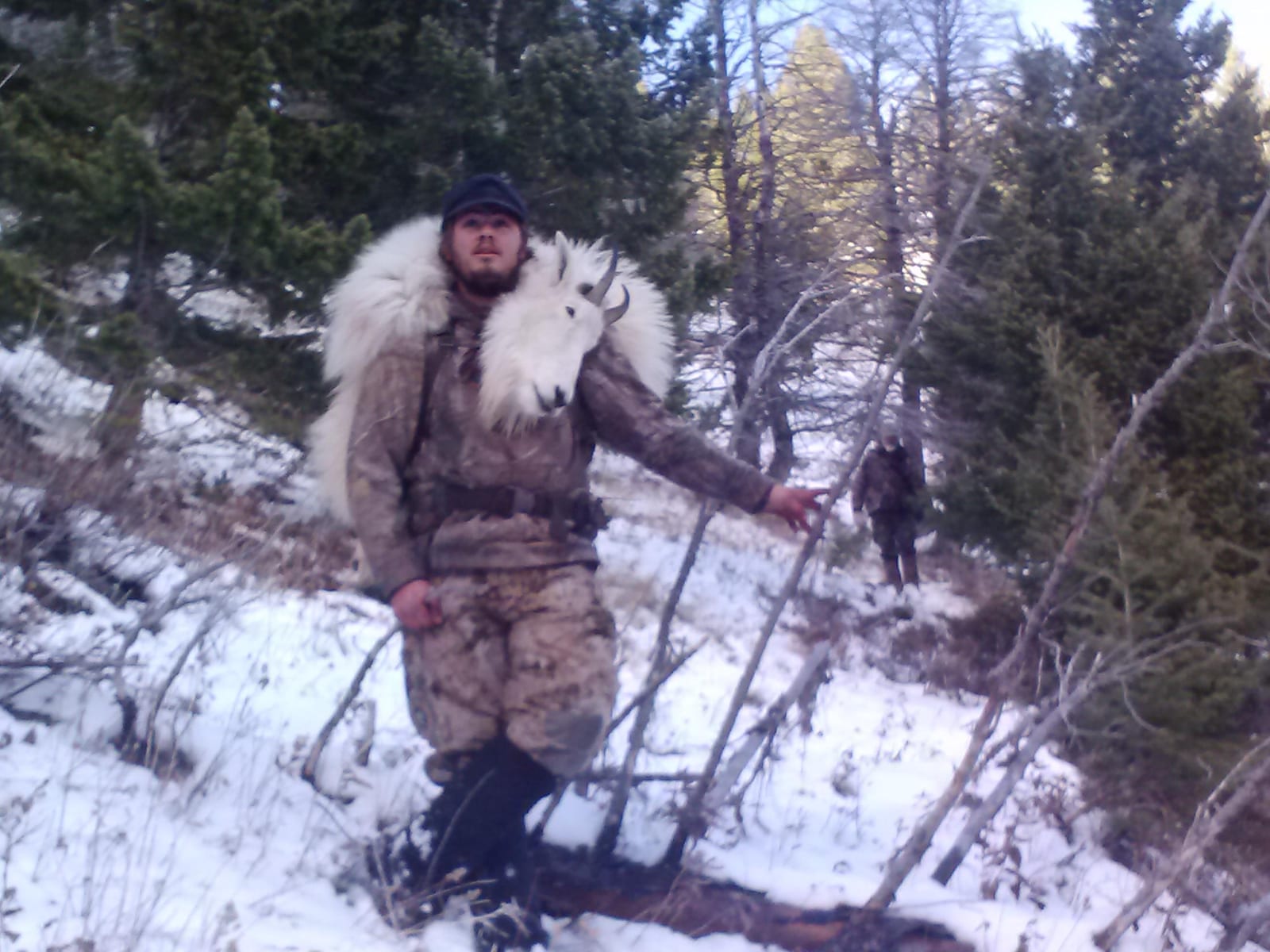 Snowy Springs mountain goat harvest