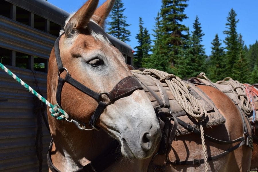 Snowy Springs pack mule