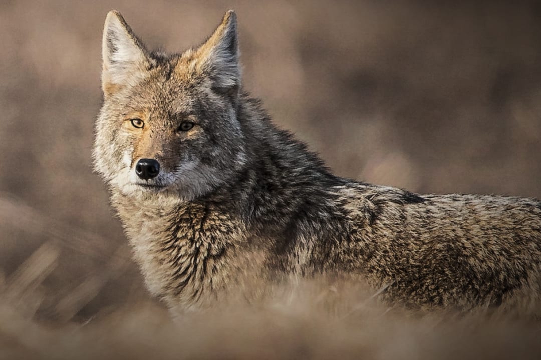 A coyote stands in a field of dry grass, looking towards the viewer.