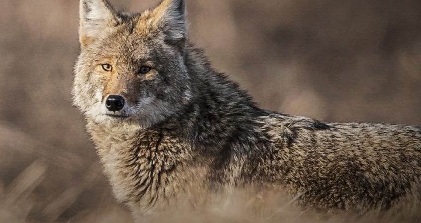 A coyote stands in a field of dry grass.