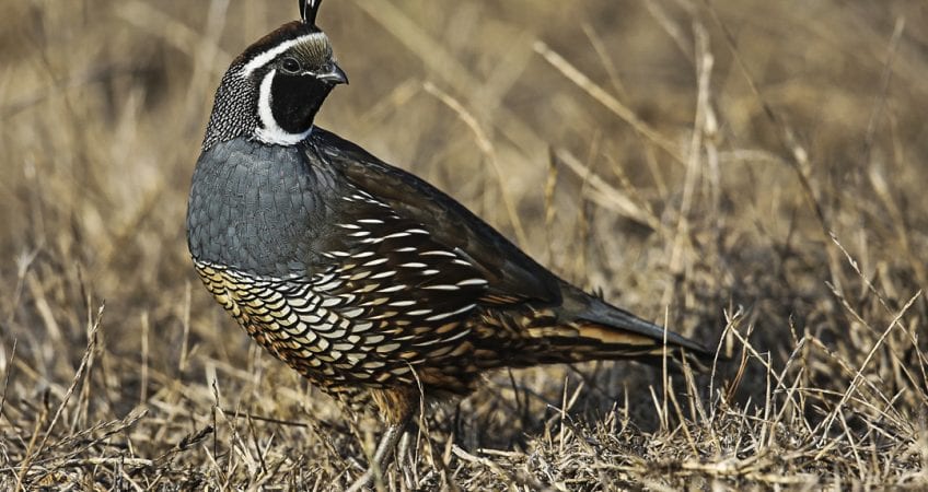 A California Quail stands in dry grass.