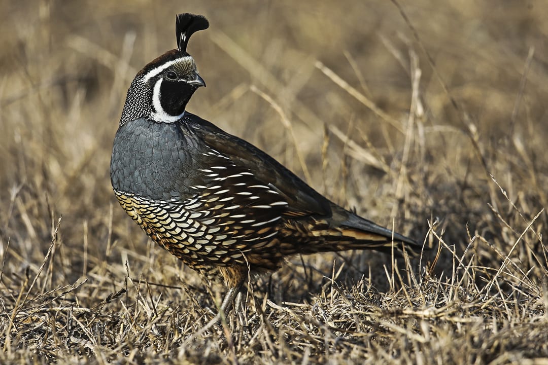 A California Quail stands in dry grass.