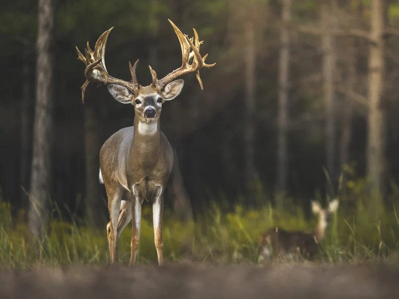 DEER HUNTING