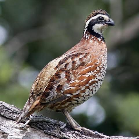 FULL DAY QUAIL HUNT