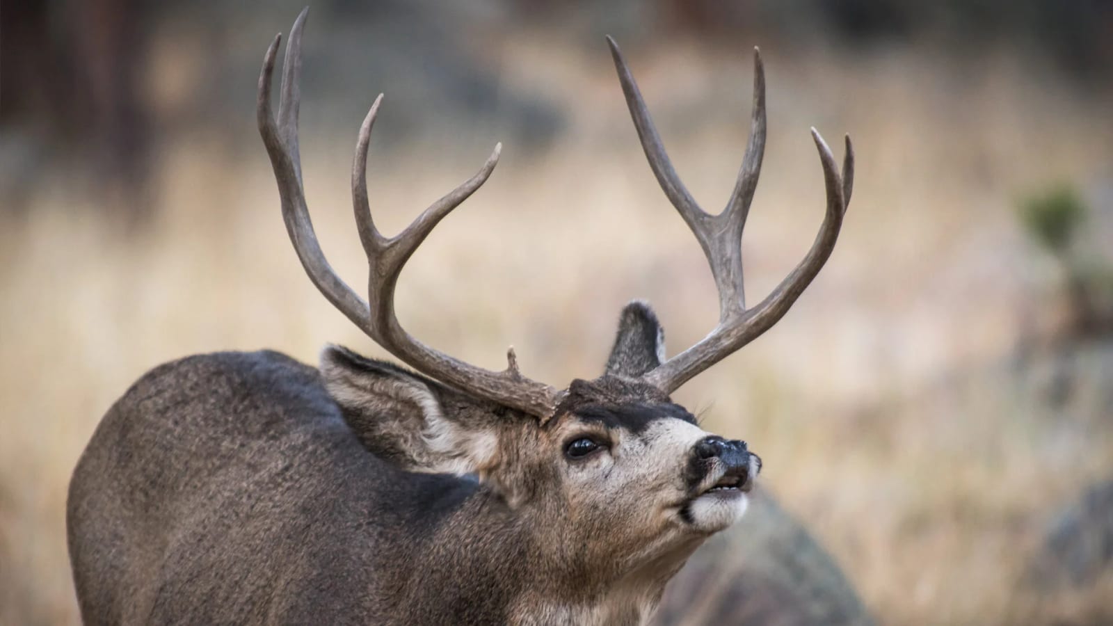 A mule deer buck with large antlers looks up in a natural setting.