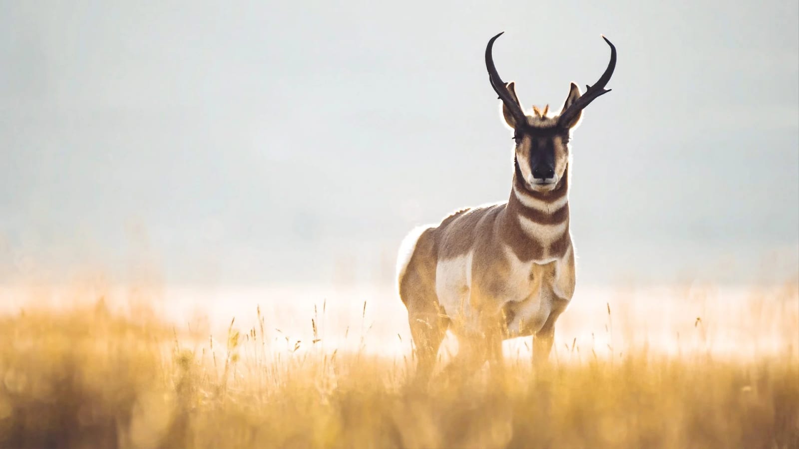 A pronghorn stands in a golden field with a hazy background.
