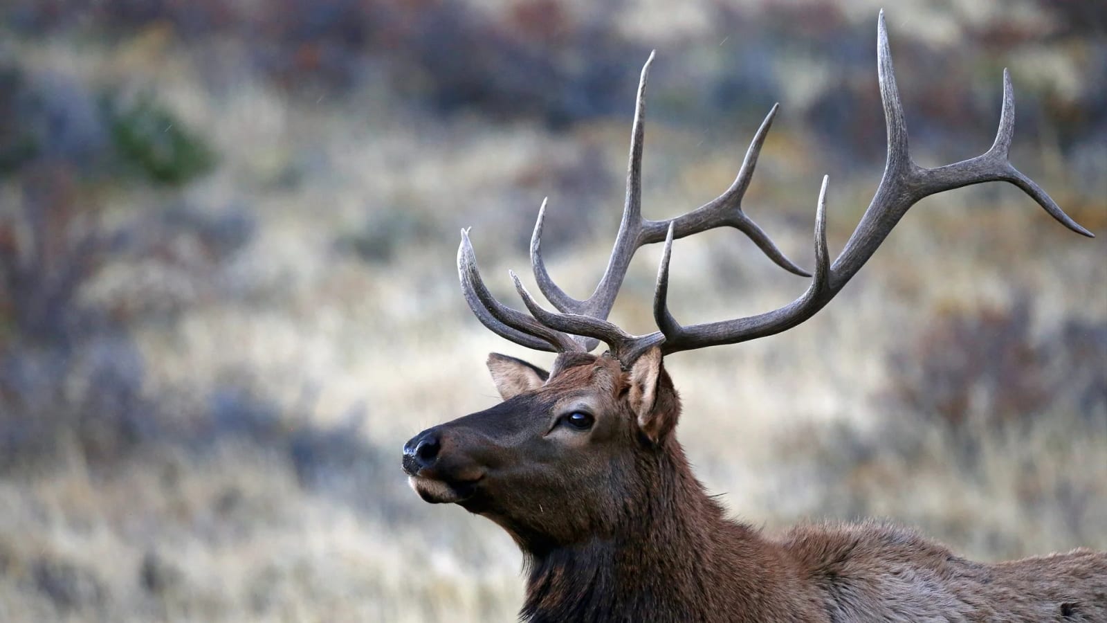 A bull elk with large antlers stands in a field.