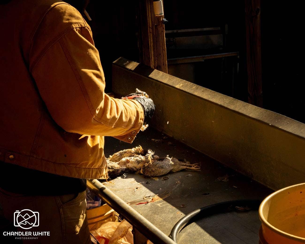 A person processes harvested northern bobwhite quail on a table.