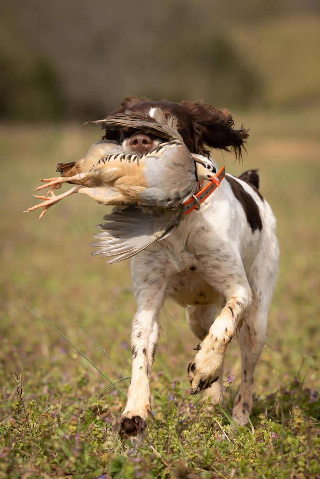 A hunting dog retrieves a chukar partridge in a grassy field.
