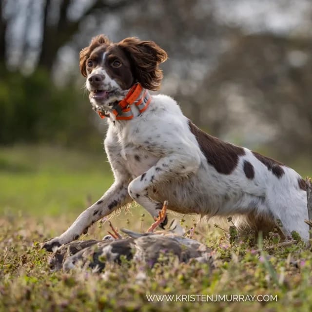 We (especially the dogs🐕🐕🐕) are looking forward to our first Tower Shoot of the season on Saturday, October 5th at 9am. This kickoff shoot will be a special Mixed Bag Shoot where we release pheasants, chukars, AND quail from our tower! NOBODY in GA offers mixed bag tower shoots like us!  This exc