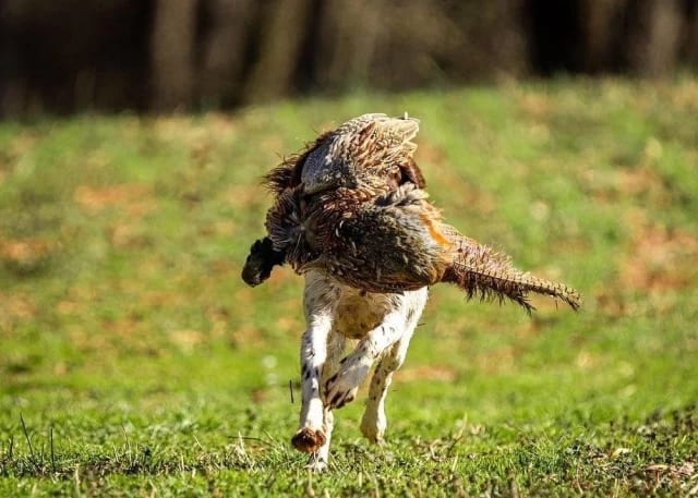 Looking for something to do with your friends and family after Thanksgiving, but want to avoid the Black Friday shopping crowds?? Then look no further than South Fork Hunting Preserve for this Saturday 11/29, and join us for our Post-Thanksgiving Pheasant Throw!!!   Book your spot for the chance at 