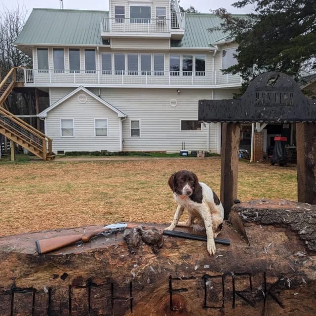 Little Shelby had her first first birds shot over her at 5 months old today on a rainy Saturday at South Fork... She's officially a bird dog now! Her points still need some work(and her posing on the log 😂), but her motor and retrieving are FULL SPEED AHEAD just like her Mama, Louise.  2 birds up, 
