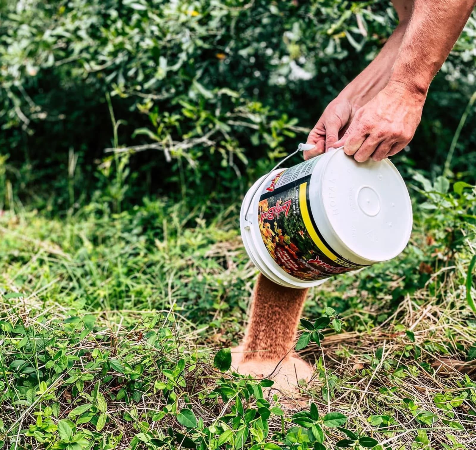 A person pouring weed killer from a white bucket onto a patch of grass, with green bushes and plants in the background.