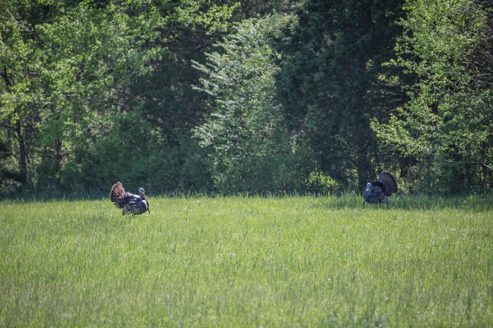 Kentucky Turkey Hunting Outfitter, Guided Kentucky Turkey Hunts
