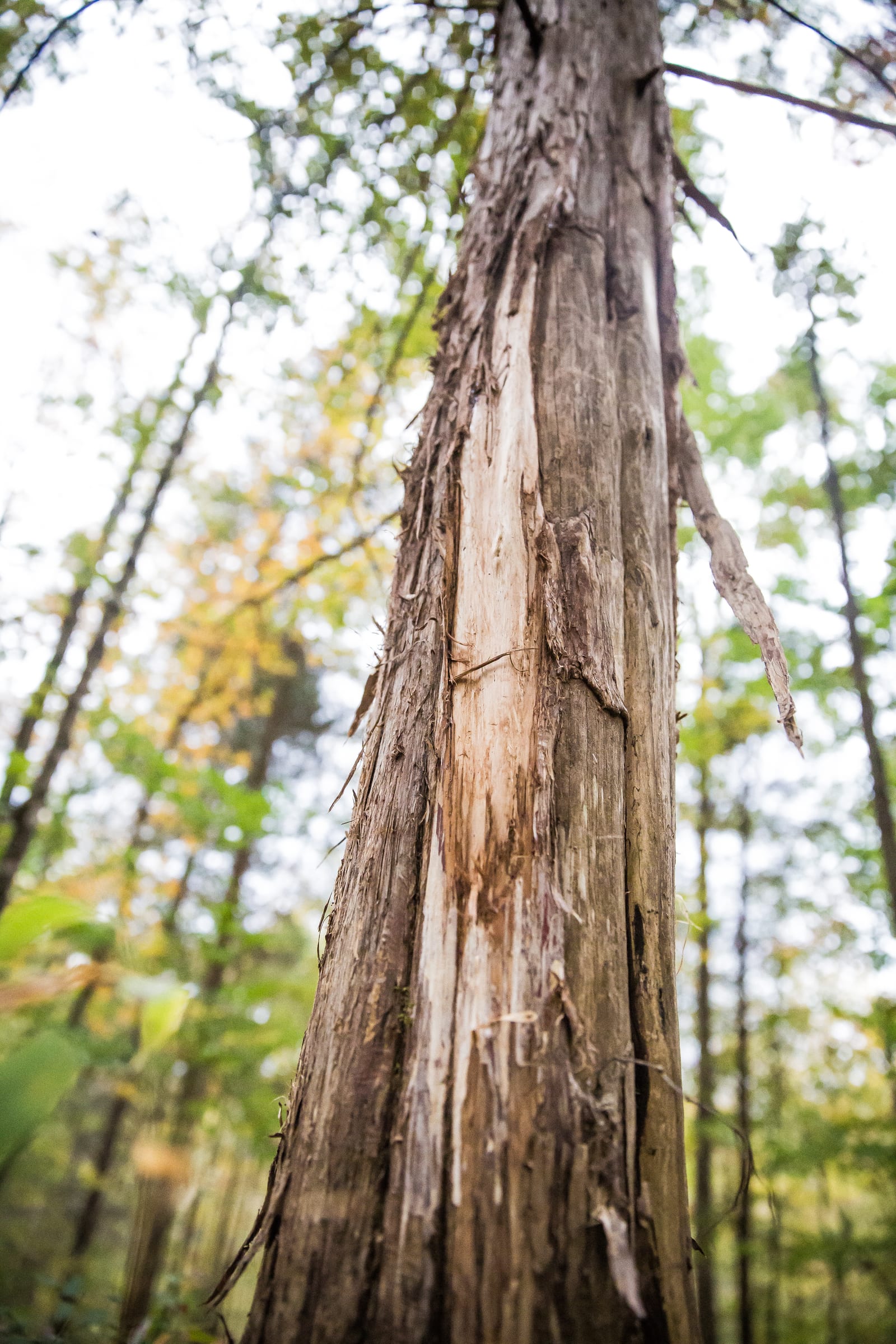 A close-up of a tree trunk with stripped bark in a forest.