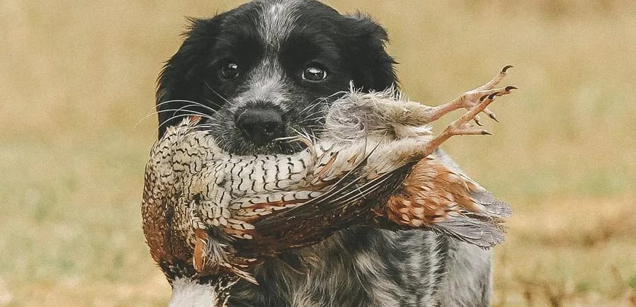 South Georgia quail dog at Southern Woods Plantation