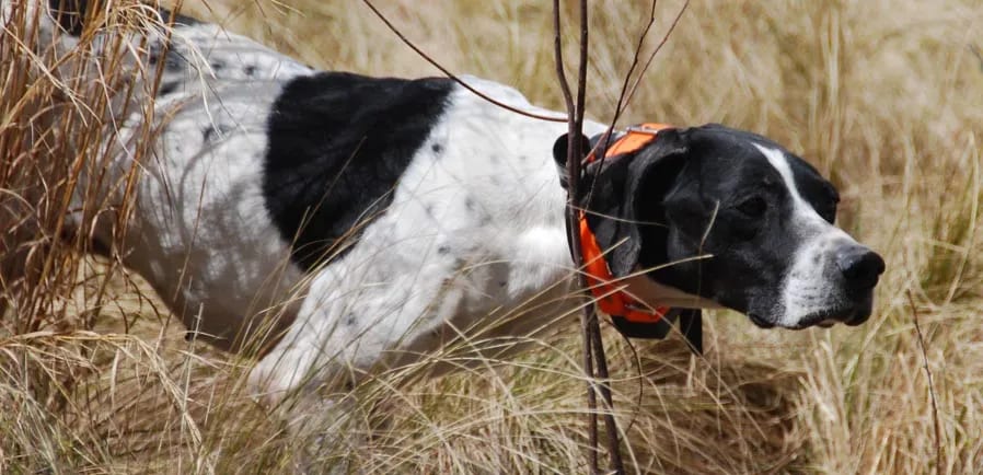 Quail Hunting Dogs in Action