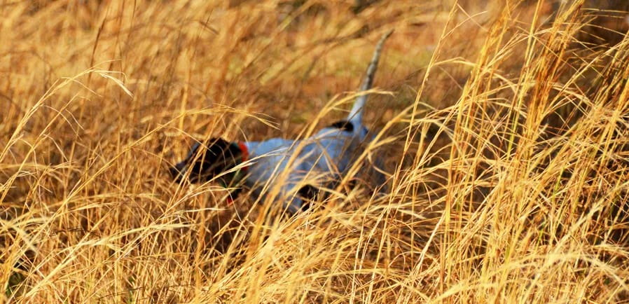 Quail hunting in Georgia at Southern Woods Plantation