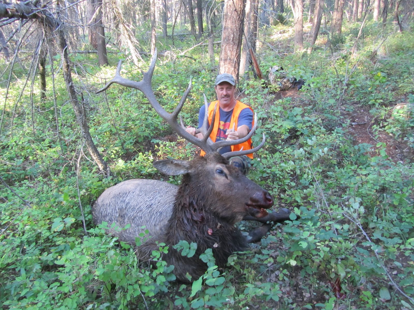 southfork outfitters montana wilderness elk 2013