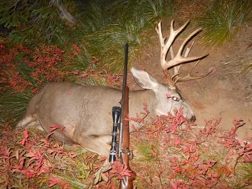 Southfork Outfitters Inc. Wilderness Mule Deer Buck 2012 Montana