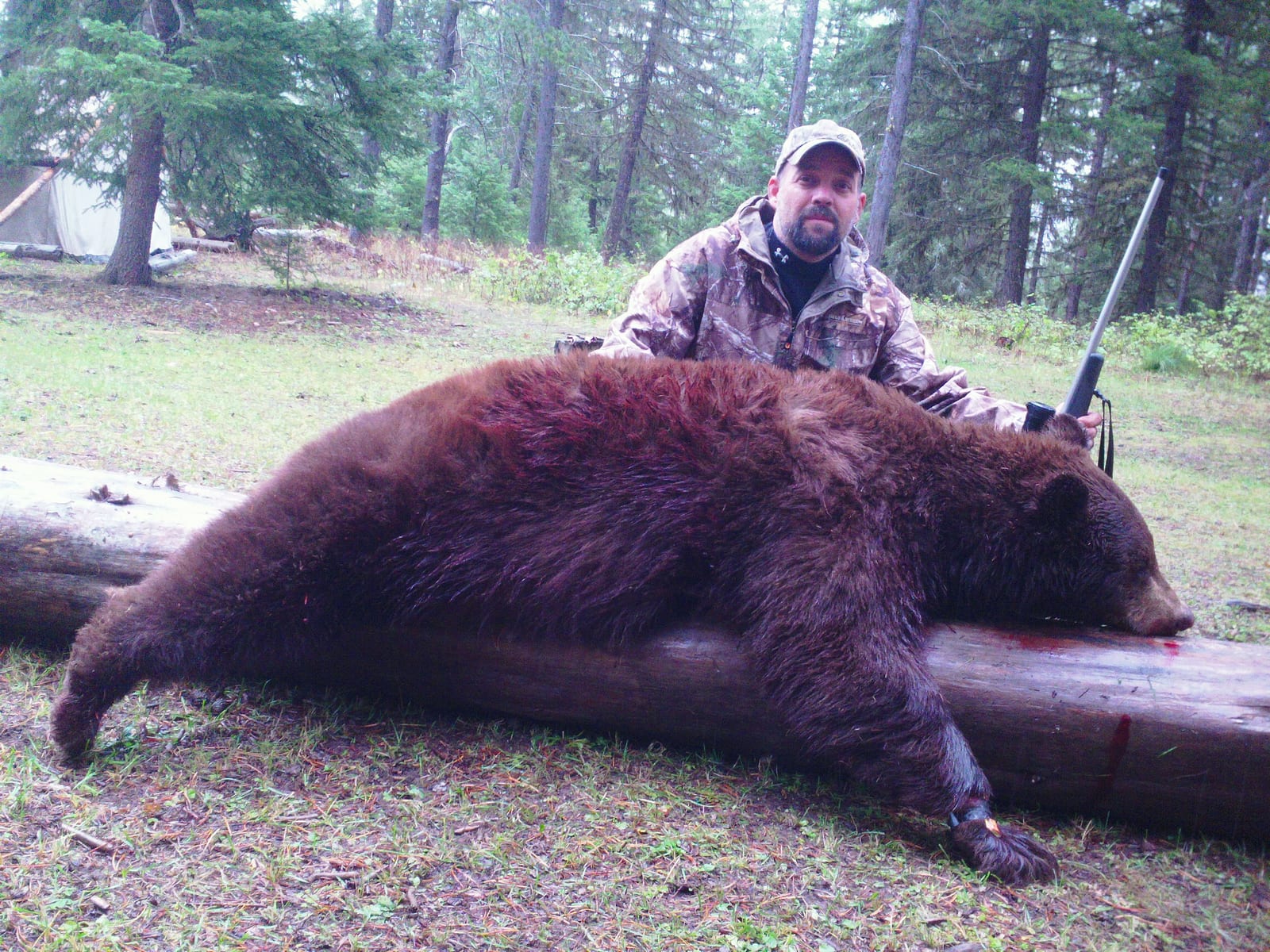southfork outfitters montana wilderness bear 2013