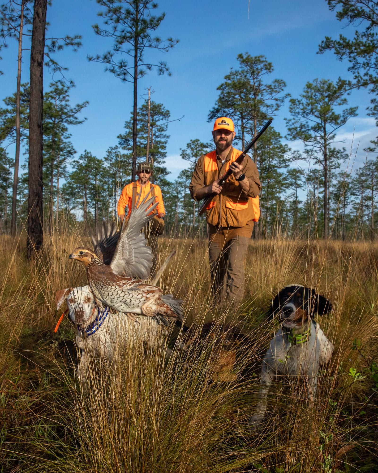 Two hunters and two dogs in a field, with one dog carrying a harvested Northern Bobwhite Quail.