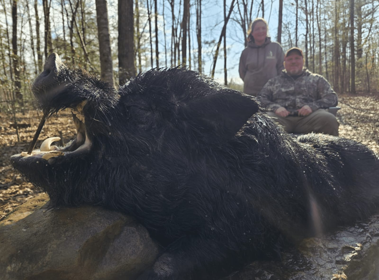A hunter and another person pose with a harvested wild boar in a wooded area.