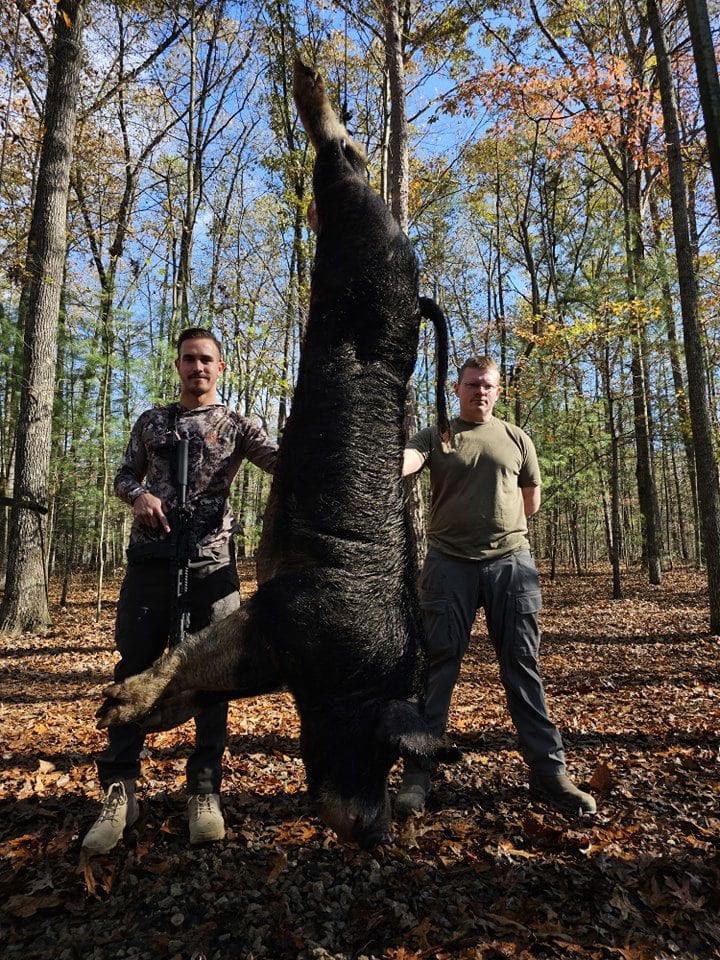 Two hunters pose with a large harvested wild boar hanging upside down in a forest.