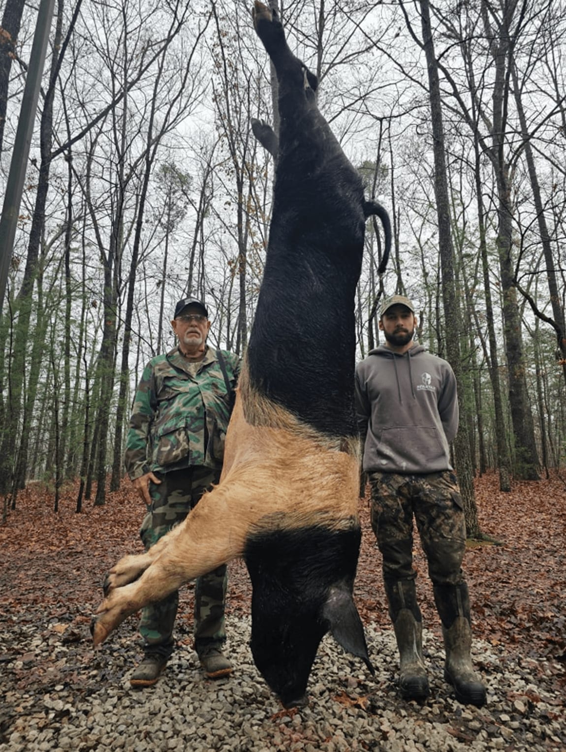 Two men pose with a large harvested wild boar hanging in a forest.