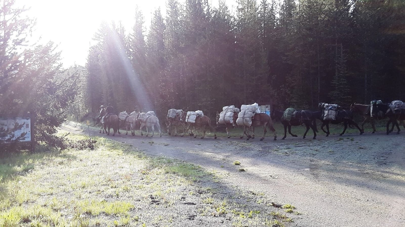 A herd of horses are walking down a dirt road.