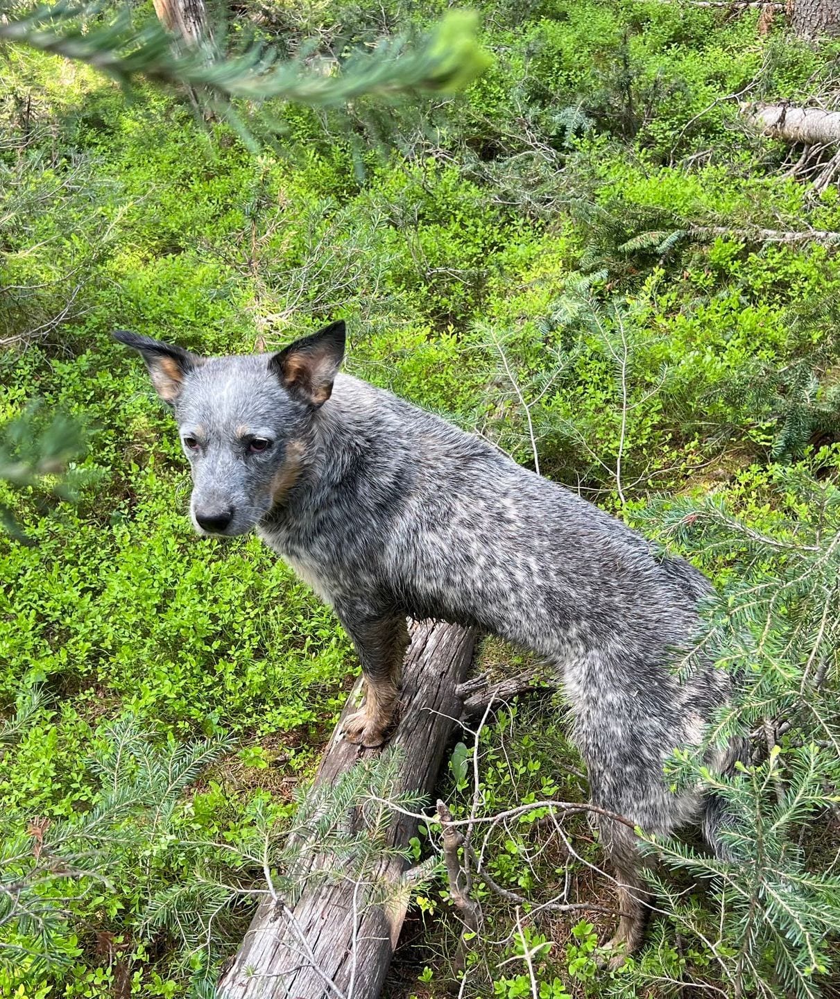 A dog is standing on a tree branch in the woods.